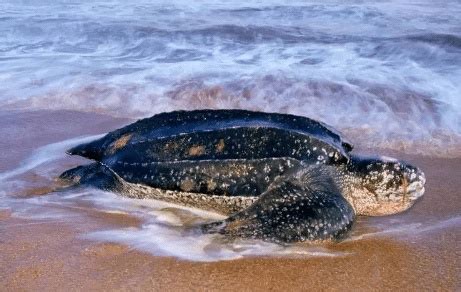 世界上体型最大的海龟是什么龟 棱皮龟巴西龟哪个体型更大_四海网