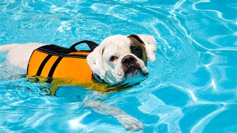 Image result for Dogs Swim Compilation