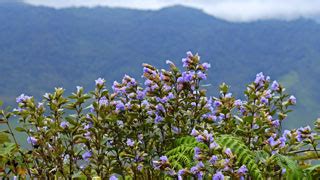 Neelakurinji flowers bloomed in 2006