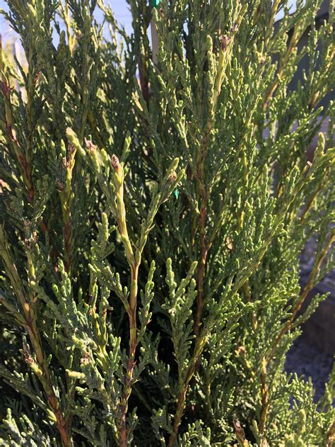 Upright Junipers — Brady's West