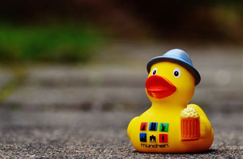 Free Images : cute, beak, hat, yellow, beer, toys, vertebrate, funny ...