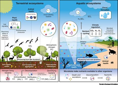 Opportunities and challenges for microbiomics in ecosystem restoration: Trends in Ecology ...