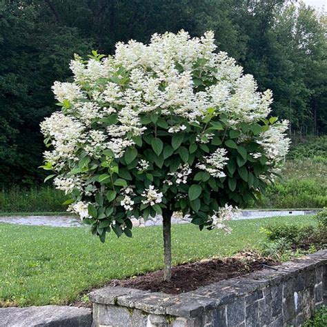 Image result for Pruning Quick Fire Tree Form Hydrangea