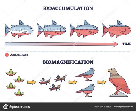 Bioaccumulation vs biomagnification toxic poisoning process outline diagram Stock Vector by ...