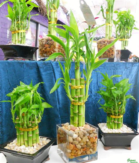 24 of The Best Indoor Bamboo Plant In Soil - indoor plant