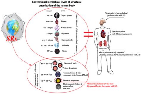 Schumann Resonances and the Human Body: Questions About Interactions ...