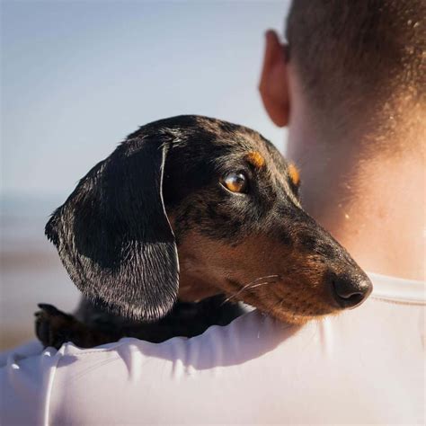Dachshund Rescue: What to Expect and 14 Places to Find Them - Almost ...