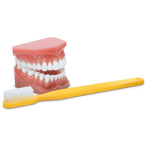Image result for Fun Toothbrush Demo
