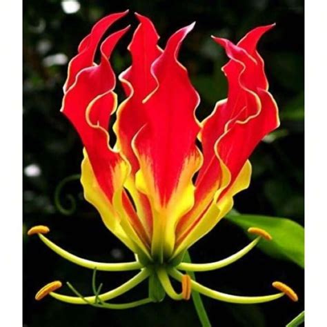 100pcs Heirloom Flame Lily Seeds Friendly Flower Plant Bulbs ...