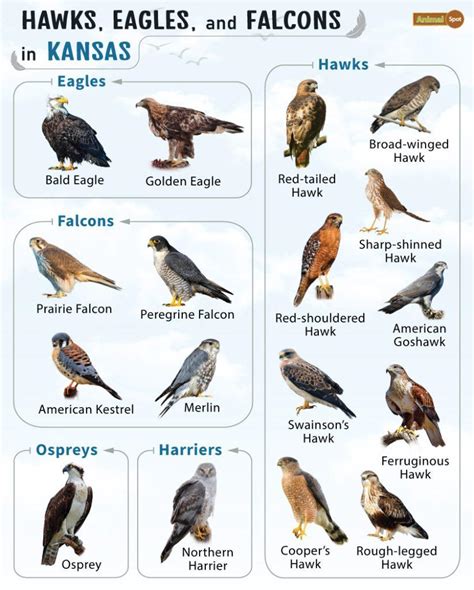 Image result for Hawk Traits