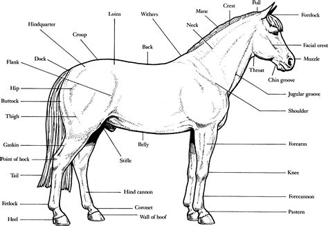 Printable Parts Of The Horse Worksheet