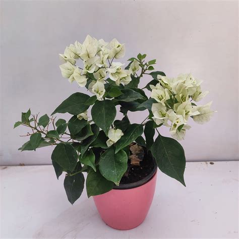 White Bougainvillea Flower White Bougainvillea Garden Plus