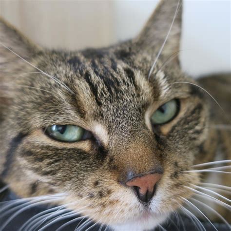 Can Cats Eat Turkey? A Veterinarian Shares 5 Big Risks - Parade Pets