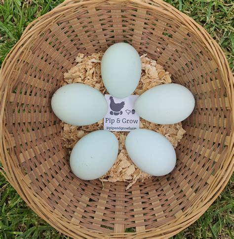 Cream Legbar - Pip & Grow