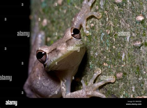 Image result for Small Tree Frog