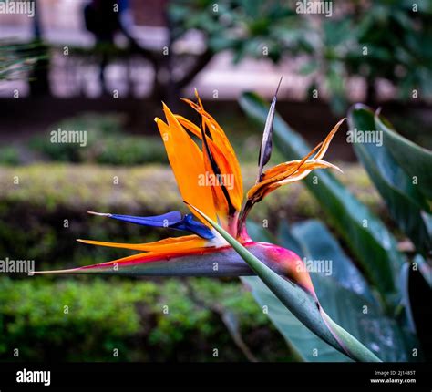 Strelitzia reginae garden hi-res stock photography and images - Alamy