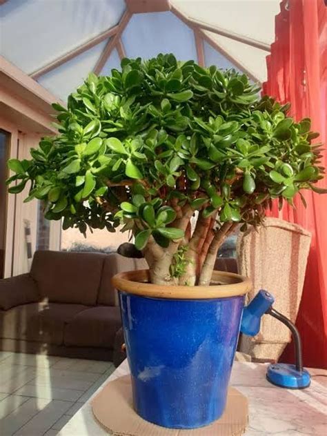 Lxn nursery Jade plant pack of 1 : Amazon.in: Garden & Outdoors