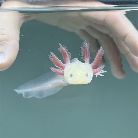 Hypomelanistic Melanoid Axolotl | Axolotls For Sale | Axolotl Planet