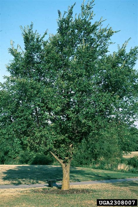 Identify Elm Tree 的图像结果
