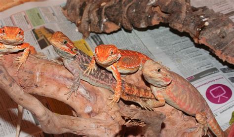 Bartagame ca 2Jahre mit Terrarium abzugeben in Rotenburg | Tiere ...