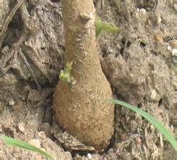 TNAU Agritech Portal :: Crop Protection :: Pest :: Cotton