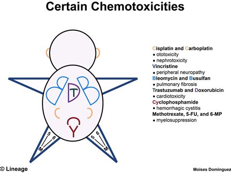 Chemotherapy Side Effects Diagram