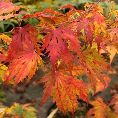 Acer Palmatum Amber Ghost Japanese Maple | SiteOne
