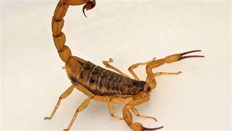 Woman stung by scorpion at Boston's Logan Airport, hospitalized for ...