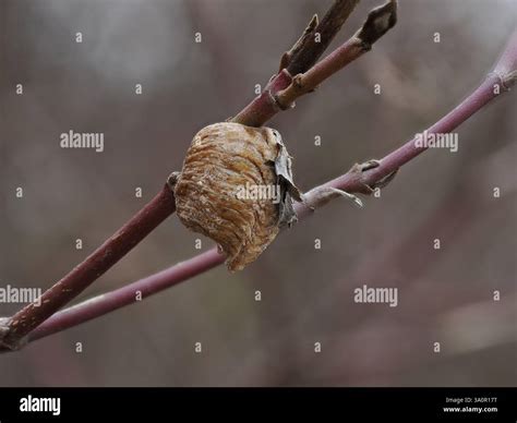 The photograph shows a branch of a bush on which is located the cocoon of a praying mantis Stock ...