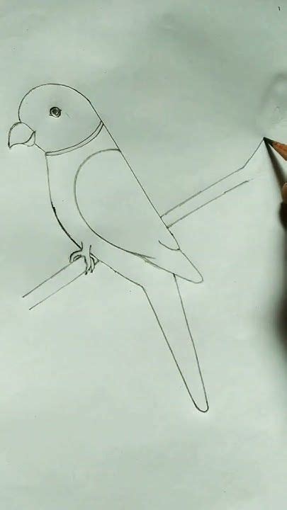 Image result for How to Draw Simple Parrot