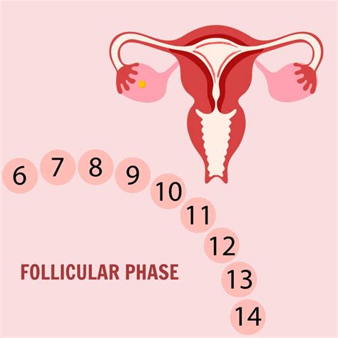 Woman's period one of stages the menstrual cycle follicular phase ...