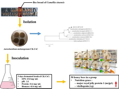 A Potential Fungal Probiotic Aureobasidium melanogenum CK-CsC for the ...