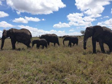 4 Days 3 Nights Kilimanjaro Airport Tour Package by Big 5 voyage ...