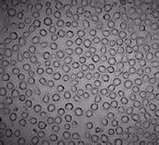 Buy Lab Cell Lines & 3D Cell Culture India | Biomall.in