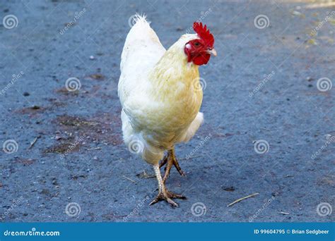 Rhode Island White Chicken stock image. Image of rhode - 99604795