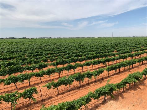 Texas High Plains AVA: profile plus 10 exciting wines to try - Decanter
