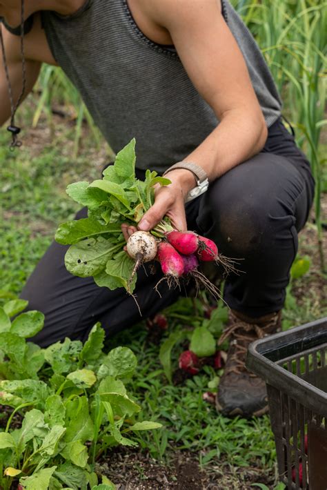 South Carolina Agriculture 的图像结果