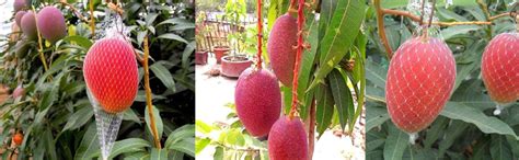 DIARAA Original Japanese Miyazaki Mango plant | Grafted | 2.5 to 3 Feet ...