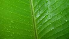 Green Leaf Wallpaper by Green Leaves Wallpapers Pixelstalk Net Green Leaf Wallpaper