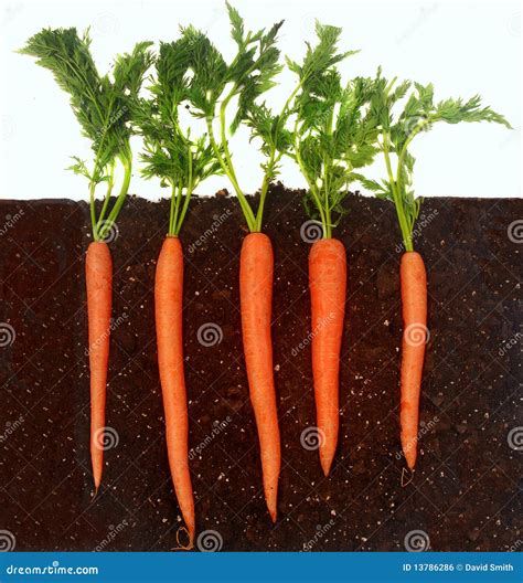 Carrots growing in soil stock photo. Image of bundle - 13786286