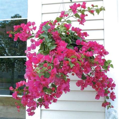 Combo : Tuka 20 Three Tier Hanging Pot With Bougainvillea / Paperflowe ...