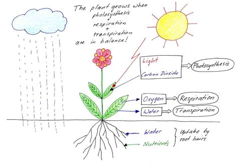 How do Plants Grow? Free Information on Plant Development! | Teaching plants, Plant lessons ...