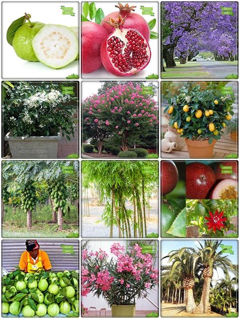 Creative Farmer Garden Seed Combo Fruit & Fruit : Lemon Seeds, Papaya ...