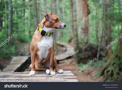 GPS Tracking Unit 的图像结果