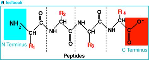 Image result for What Is Polypeptide