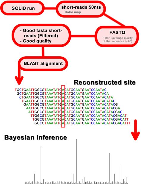 Image result for Solid Sequencing Explained