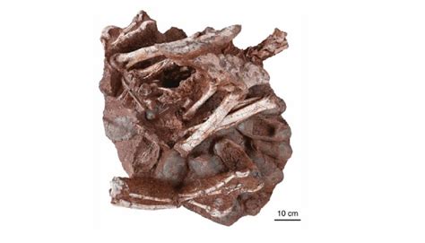 Researchers Discover Preserved Dinosaur Sitting On Nest Of Eggs With ...