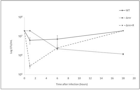 RNase R, a New Virulence Determinant of Streptococcus pneumoniae