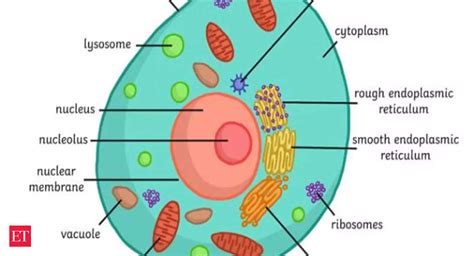 Human Body Cell Structure 的图像结果