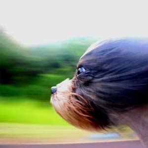 Software, that can turn blurry snaps into clear pictures, developed ...